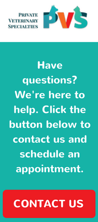 custom veterinary website